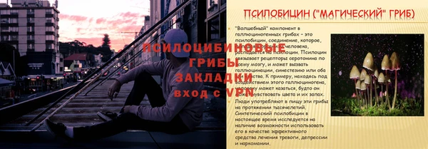 хмурый Аркадак